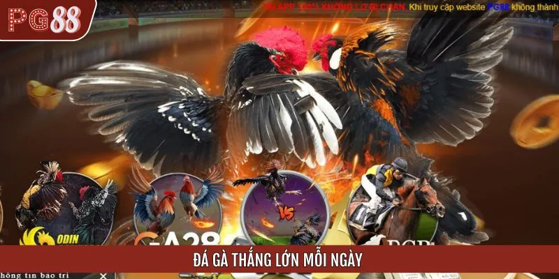 PG88 hợp tác với nhiều trường gà uy tín tại châu Á